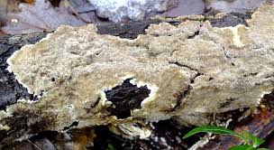 Attēlu rezultāti vaicājumam “Coniophora puteana”