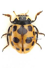 Attēlu rezultāti vaicājumam “Hippodamia notata”