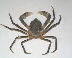 Image result for Hyas araneus