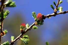 Attēlu rezultāti vaicājumam “Larix decidua flower”
