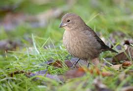 Attēlu rezultāti vaicājumam “Turdus pilaris adult”