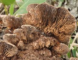 Attēlu rezultāti vaicājumam “Gloeophyllum abietinum”