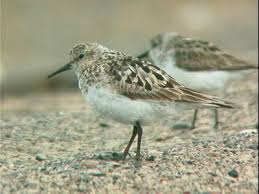 Image result for Calidris bairdii