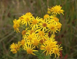 Attēlu rezultāti vaicājumam “Jacobaea vulgaris flower”