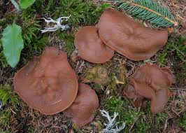 Attēlu rezultāti vaicājumam “Discina perlata”