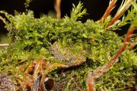 Attēlu rezultāti vaicājumam “Cephalozia loitlesbergeri”