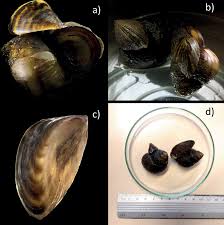 Attēlu rezultāti vaicājumam “Dreissena polymorpha”