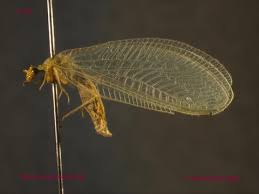 Attēlu rezultāti vaicājumam “Chrysopidae”