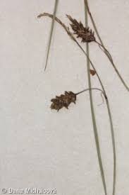 Attēlu rezultāti vaicājumam “Carex limosa fruit”