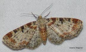 Attēlu rezultāti vaicājumam “Eupithecia icterata female”