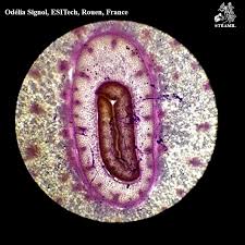 Attēlu rezultāti vaicājumam “Allium sativum bud”