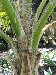 Attēlu rezultāti vaicājumam “Poa remota leaf”