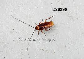 Image result for periplaneta americana