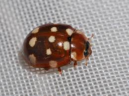 Attēlu rezultāti vaicājumam “Calvia quatuordecimguttata”