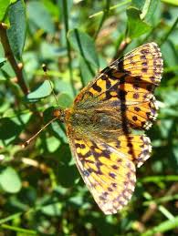 Attēlu rezultāti vaicājumam “Boloria aquilonaris underside”