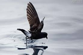 Image result for Oceanites oceanicus