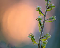 Attēlu rezultāti vaicājumam “Listera ovata bud”