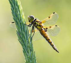 Attēlu rezultāti vaicājumam “Libellula quadrimaculata exuvia”