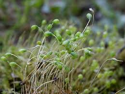 Attēlu rezultāti vaicājumam “Funariales”