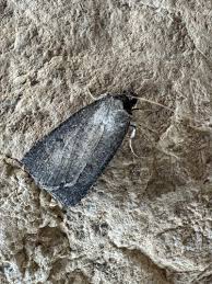 Attēlu rezultāti vaicājumam “Lygephila viciae”