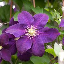 Attēlu rezultāti vaicājumam “Clematis flower”