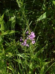 Attēlu rezultāti vaicājumam “Lythrum salicaria leaf”