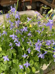 Image result for Campanula strigosa