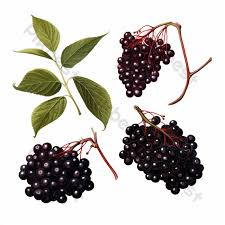 Attēlu rezultāti vaicājumam “Sambucus nigra fruit”