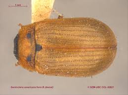 Attēlu rezultāti vaicājumam “Gonioctena”