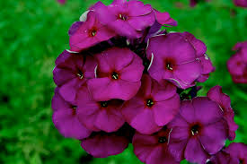 Image result for Phlox (großblumig)