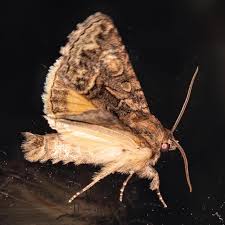 Attēlu rezultāti vaicājumam “Thalpophila matura”