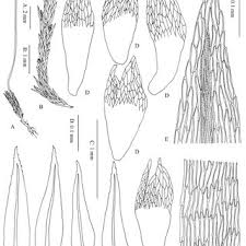Attēlu rezultāti vaicājumam “Pohlia cruda sporophyte”