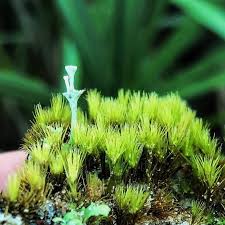 Attēlu rezultāti vaicājumam “Campylopus pyriformis sporophyte”