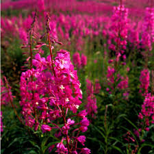 Attēlu rezultāti vaicājumam “Epilobium angustifolium fruit”