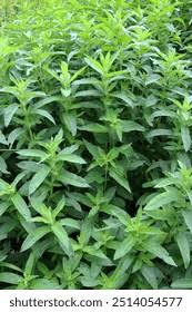 Attēlu rezultāti vaicājumam “Mentha longifolia”