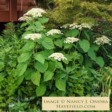 Attēlu rezultāti vaicājumam “Hydrangea arborescens flower”