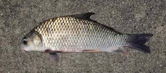 Image result for Carpiodes velifer