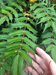 Attēlu rezultāti vaicājumam “Mahonia aquifolium leaf”