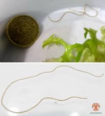 Attēlu rezultāti vaicājumam “Gordius aquaticus”