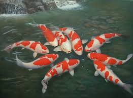 Image result for Cyprinus multitaeniatus