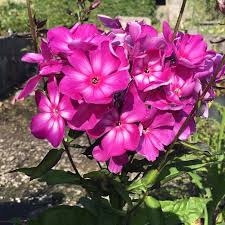 Image result for Phlox paniculata `Sweet Summer`