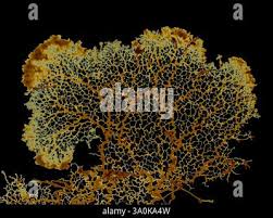 Attēlu rezultāti vaicājumam “Badhamia utricularis plasmodium”