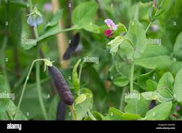 Attēlu rezultāti vaicājumam “Pisum sativum flower”