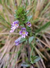Image result for Euphrasia stricta