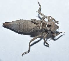 Attēlu rezultāti vaicājumam “Phylloneta cocoon”