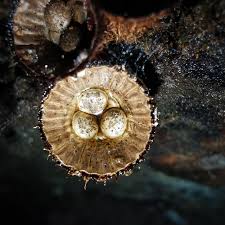 Attēlu rezultāti vaicājumam “Cyathus striatus”