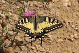 Attēlu rezultāti vaicājumam “Papilio machaon”