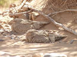 Image result for Caprimulgus aegyptius