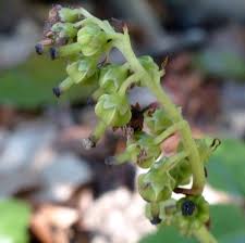 Attēlu rezultāti vaicājumam “Orthilia secunda flower”