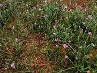 Attēlu rezultāti vaicājumam “Sphagnum papillosum”